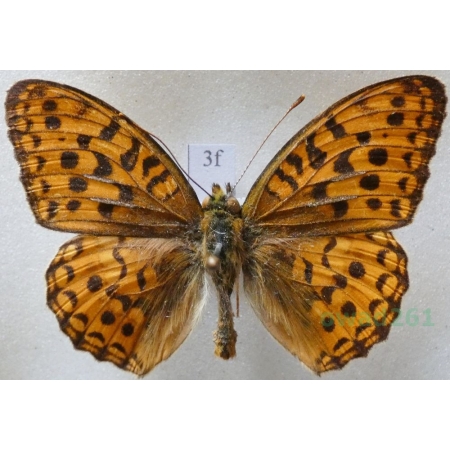 Argynnis adippe (Denis & Schiffermüller, 1775) male Dostojka adype Czech3f